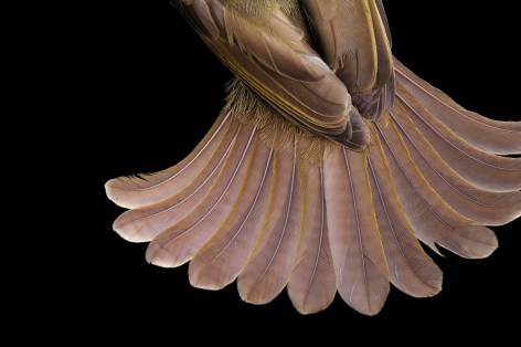 Joel Sartore- The Tail athers of a GFereenbul Bird