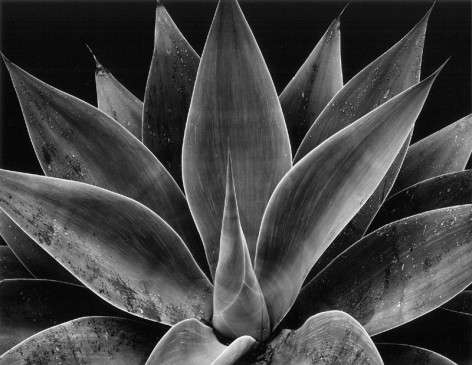 Brett Weston- Century Plant