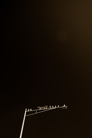 TRENITY THOMAS, The Birds, 2021