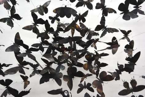 PAUL VILLINSKI, Gyre (blue butterflies), 2017