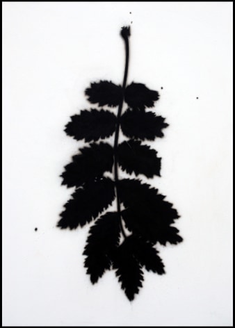 BRIAN BORRELLO, Leaf Drawing, 2010