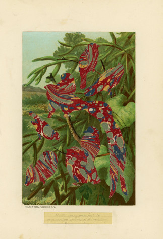 MICHAEL PAJON Their Song Was Lost to Mouldering Volumes of the Vanishing, 2017