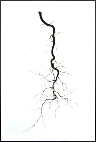 BRIAN BORRELLO Root, 2013