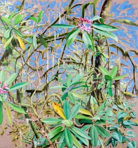 Russell - Rhododendron Reaching
