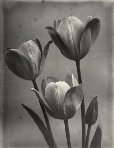 Charles Jones - May Flowering Tulips, c.1900 - Howard Greenberg Gallery