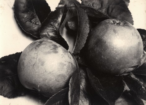 Charles Jones - Apple Blenheim Orange, c.1900 - Howard Greenberg Gallery