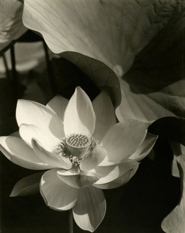 Edward Steichen - Lotus, Mt. Kisco, New York, 1915 - Howard Greenberg Gallery