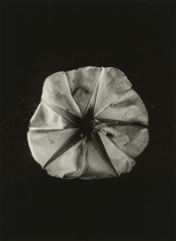 Dorothy Norman - Moonflower, Woods Hole, 1936 - Howard Greenberg Gallery