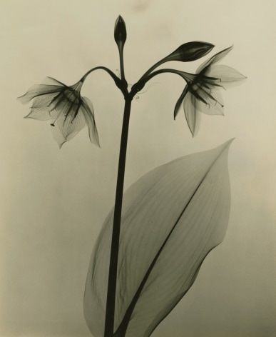 Dr. Dain L. Tasker - Amazon Lily, 1930 - Howard Greenberg Gallery