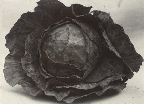 Charles Jones - Cabbage Colewort Rosette, c.1900 - Howard Greenberg Gallery