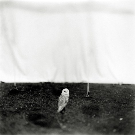 Keith Carter - Barn Owl, 1998 - Howard Greenberg Gallery