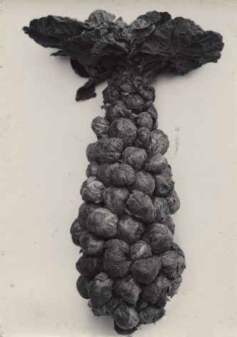 Charles Jones - Brussels Sprouts, c.1900 - Howard Greenberg Gallery