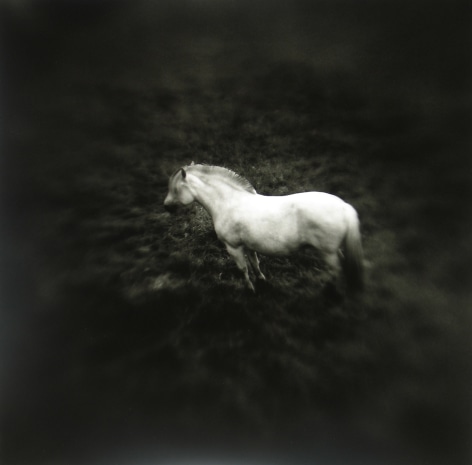 Keith Carter - Norwegian Pony #1, 2005 - Howard Greenberg Gallery