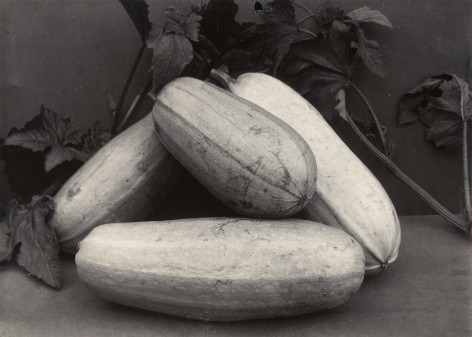 Charles Jones - Vegetable Marrow Long White, c.1900 - Howard Greenberg Gallery