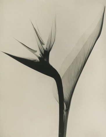 Dr. Dain L. Tasker - Bird of Paradise, 1930s - Howard Greenberg Gallery
