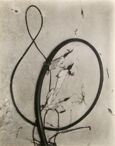 Edward Weston - Kelp, 1930 - Howard Greenberg Gallery