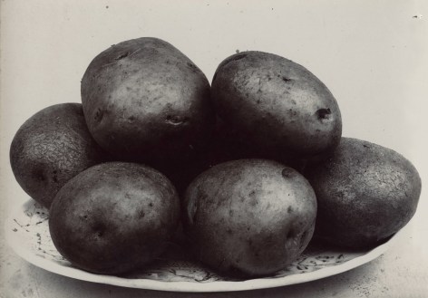 Charles Jones - Potato Northern Star, c.1900 - Howard Greenberg Gallery