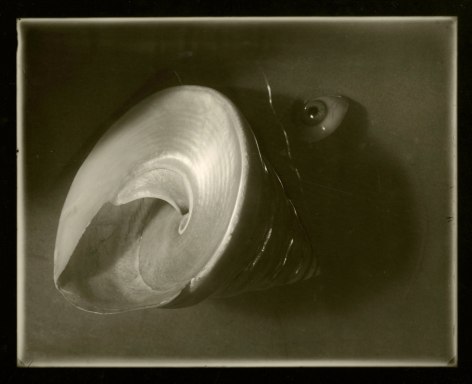 Josef Sudek - Shell and Eyeball Arrangement from Memories Cycle, 1956 - Howard Greenberg Gallery