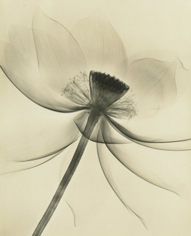Dr. Dain L. Tasker - Lotus, Wide Open, 1935 - Howard Greenberg Gallery