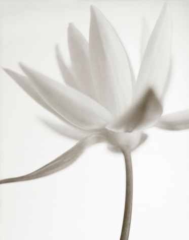 Yumiko Izu - Secret Garden Blanc 111, 2011 - Howard Greenberg Gallery