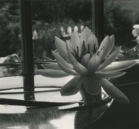 Dorothy Norman - Water Lily in Bowl, Woods Hole, Cape Cod, 1930s - Howard Greenberg Gallery