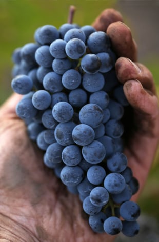 Fruit from the Bourne Vineyard