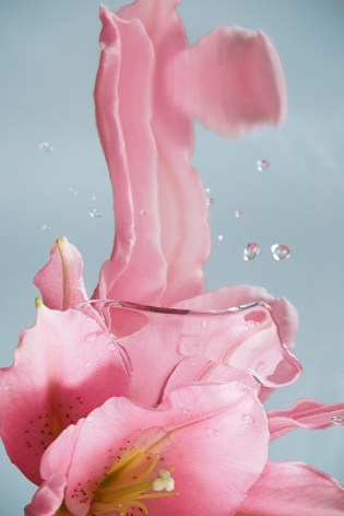Sophie delaporte, pink, flower, water, Sous Les Etoiles Gallery
