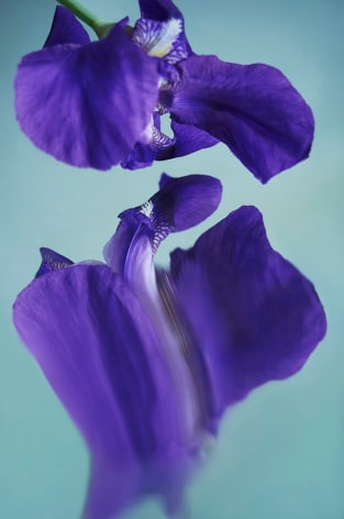 Sophie Delaporte, purple, flower, water, Sous Les Etoiles Gallery