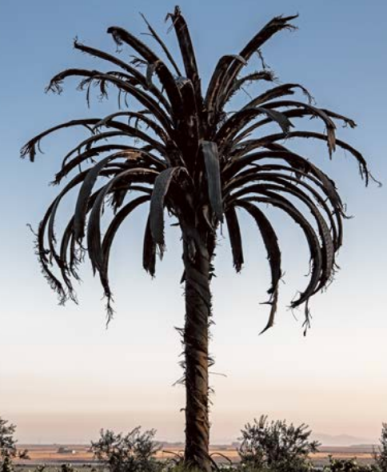 Black Palm