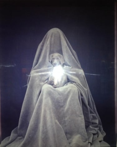 WILLIAM WEGMAN, Untitled, 1983