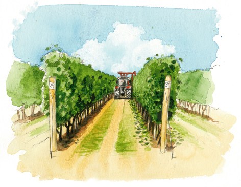 In the vineyards at the Peconic Bay Winery, the hedger on the tractor keeps the leaves from shading the ripening fruit.