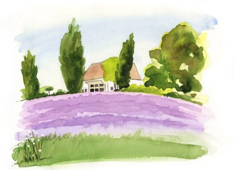 Lavender gardens at Bedell Cellars.