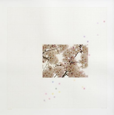 Darren Almond Sakura Chart #0.01, 2006