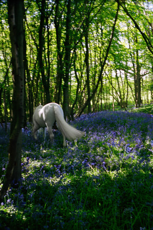 Bluebell Wood, Sussex, 2017
