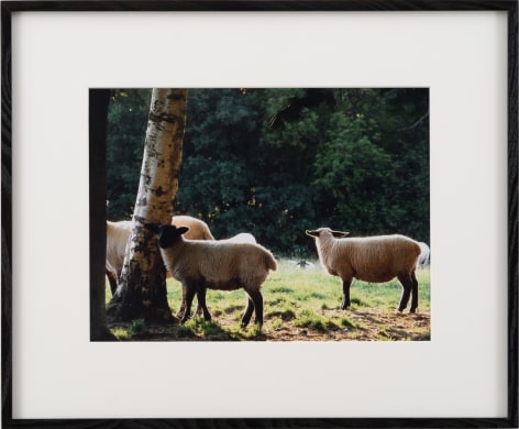 Karen Kilimnik, the pretty sheep in the golden english afternoon sunlight