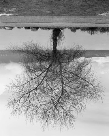 Rodney Graham, Black Cottonwood Tree, Spanish Banks Tree, 2012