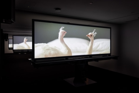 Doug Aitken: New Era, installation view, Museum of Contemporary Art Australia, Sydney, 2021, Photo: Dan Boud