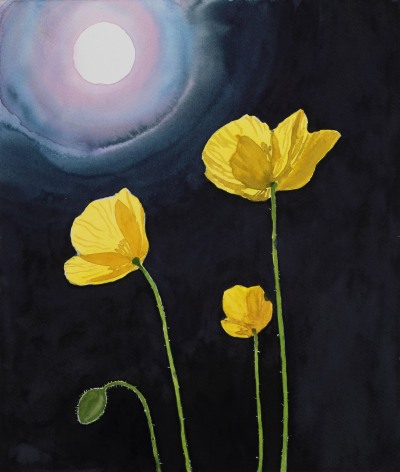 Tim Gardner, Yellow Poppies