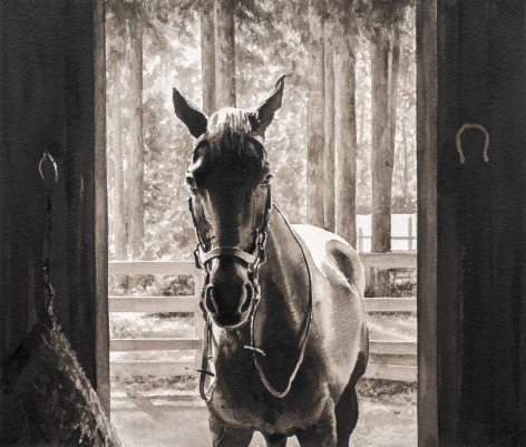 Tim Gardner, Untitled (horse in stall)