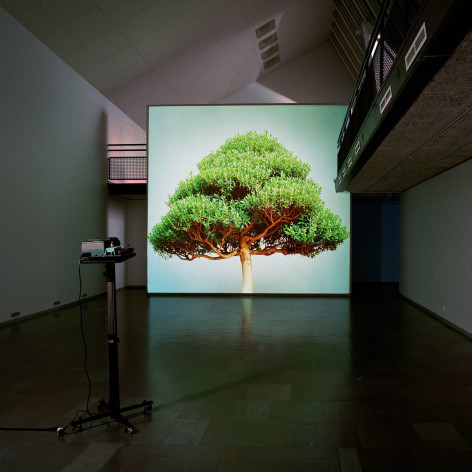 Ceal Floyer, Overgrowth, 2004