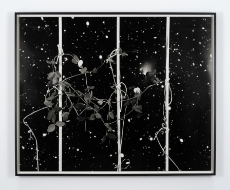 Marina Pinsky, Creeper, 2017