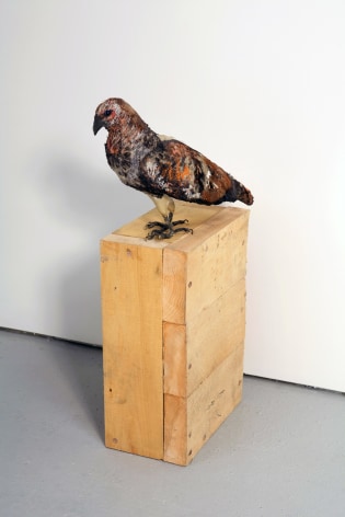 Anne Chu, Birds of Prey (hawk), 2008