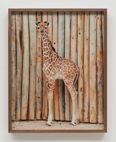 Elad Lassry, Giraffe, 60513, 2013