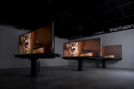 Doug Aitken, migration (empire), 2008, Installation view: 303 Gallery, 2008