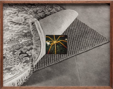 Elad Lassry, Untitled (Carpet, Sea Spider)