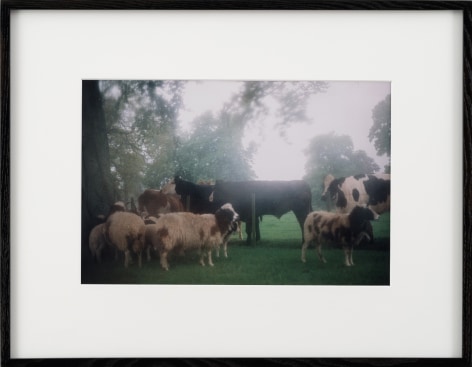 Karen Kilimnik, cows in the english mist