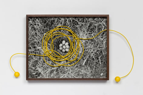 Elad Lassry, Untitled (Eggs), 2014