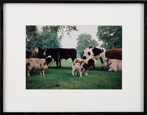 Karen Kilimnik, cows in england