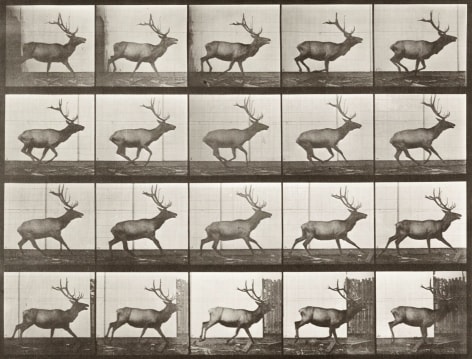 Sequence of black and white photos showing movement of a galloping elk.