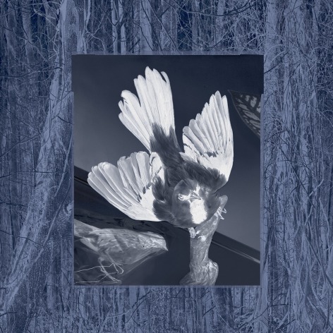 Negative photographic image of a bird framed in a blue tinned negative photo image of a forest.